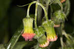 Redflower ragleaf